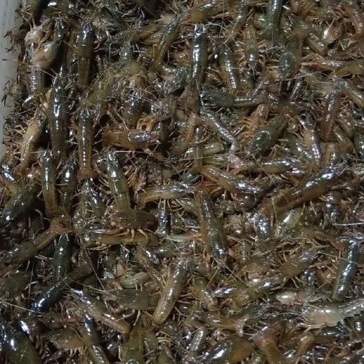 洪湖市龙虾苗