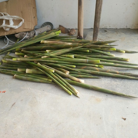 德興市水竹筍  鮮筍預(yù)售