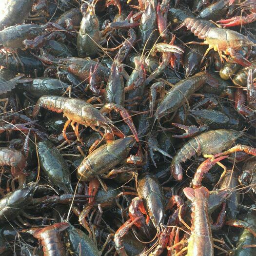 金湖县江苏金湖龙虾 4-6钱 人工养殖