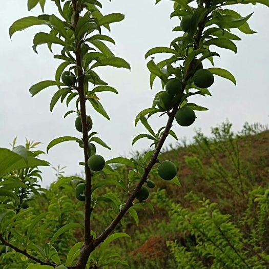 镇宁县镇宁六马蜂糖李甜如蜜，四月月出售