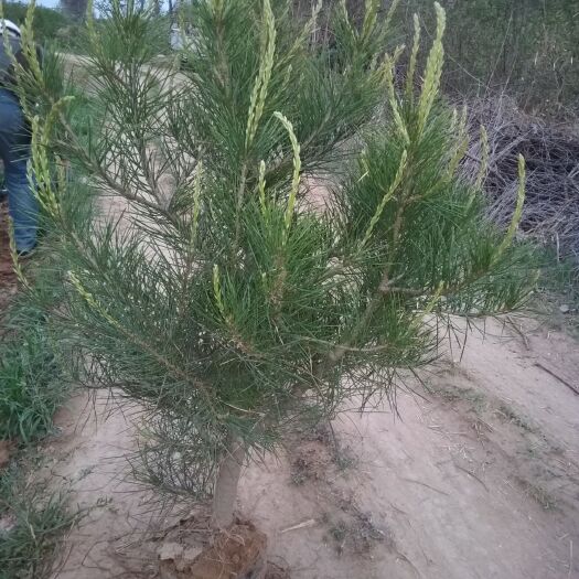 临猗县 精品白皮松移植苗小苗