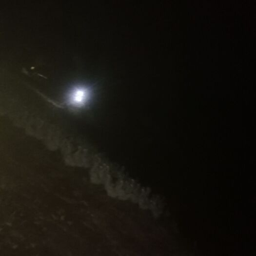 铅山县大白鹅  8-10斤 统货 散养