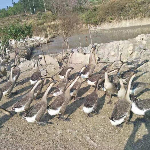 丘北县肉鹅 6-8斤 统货 半圈养半散养
