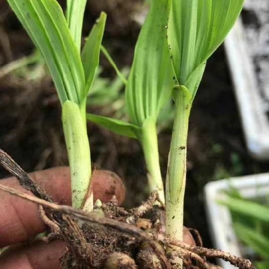 商南县白及 白芨种苗。白芨块茎。保证成活率