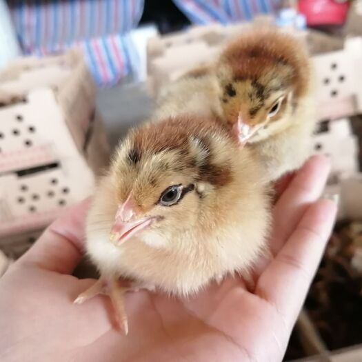 南宁 青脚麻鸡苗