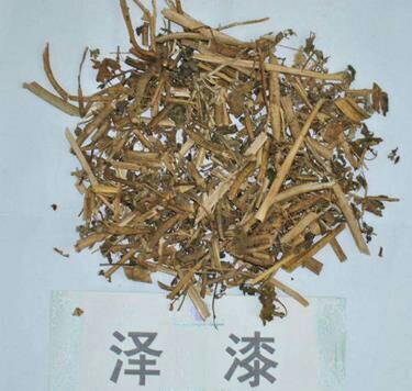 安国市泽漆 长期供货量大优惠