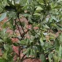 郴州冰糖橙树苗 嫁接苗 1~1.5米