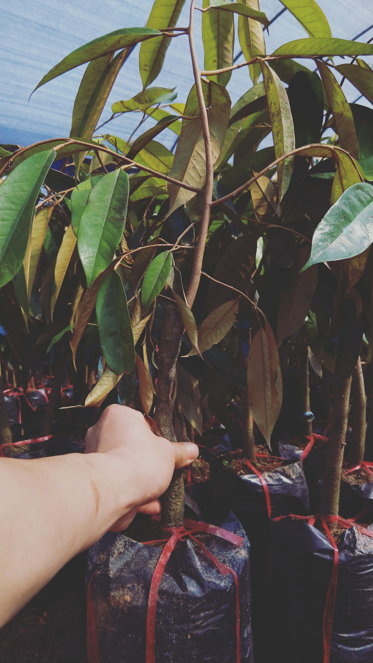  榴莲苗  泰国榴莲苗  猫山王 金枕头    包邮