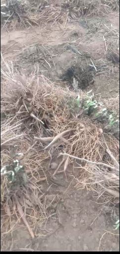 大荔县黄花菜苗