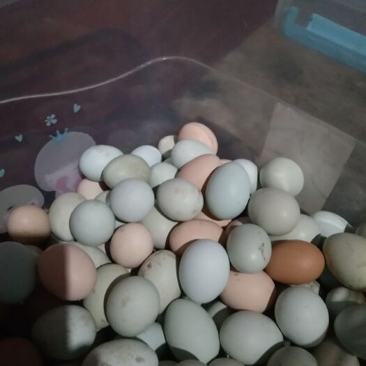达州绿壳鸡蛋 食用 礼盒装