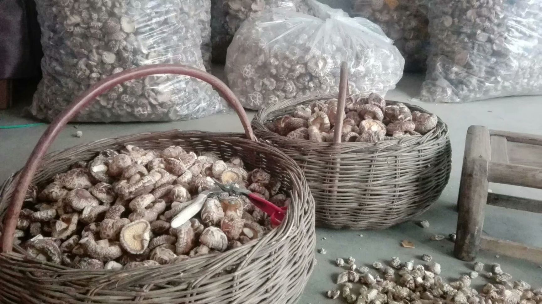 包邮冬菇精选厚肉冬花菇自种植干香菇剪脚/未剪脚任选可视频看货