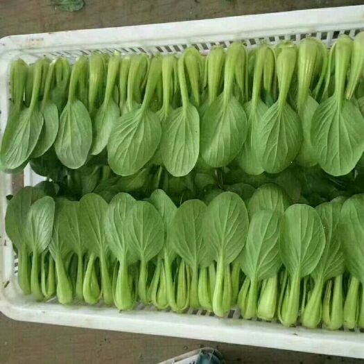 曹县北方小油菜 1~2两