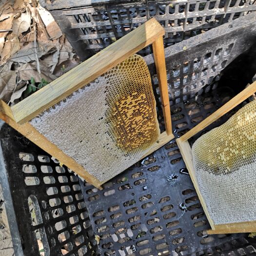 文昌市土蜂蜜 玻璃瓶装 2年 