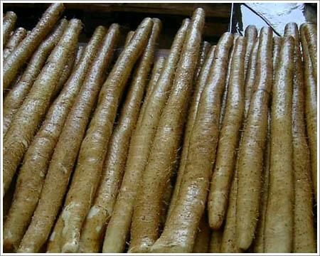 博野县小白嘴白山药