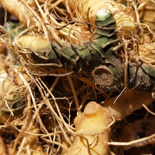 黄石 有大量新鲜黄精玉竹供应