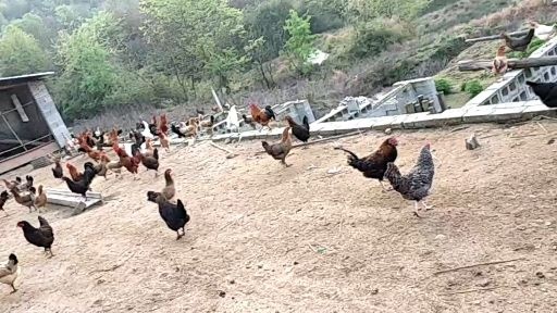蕲春县土鸡苗