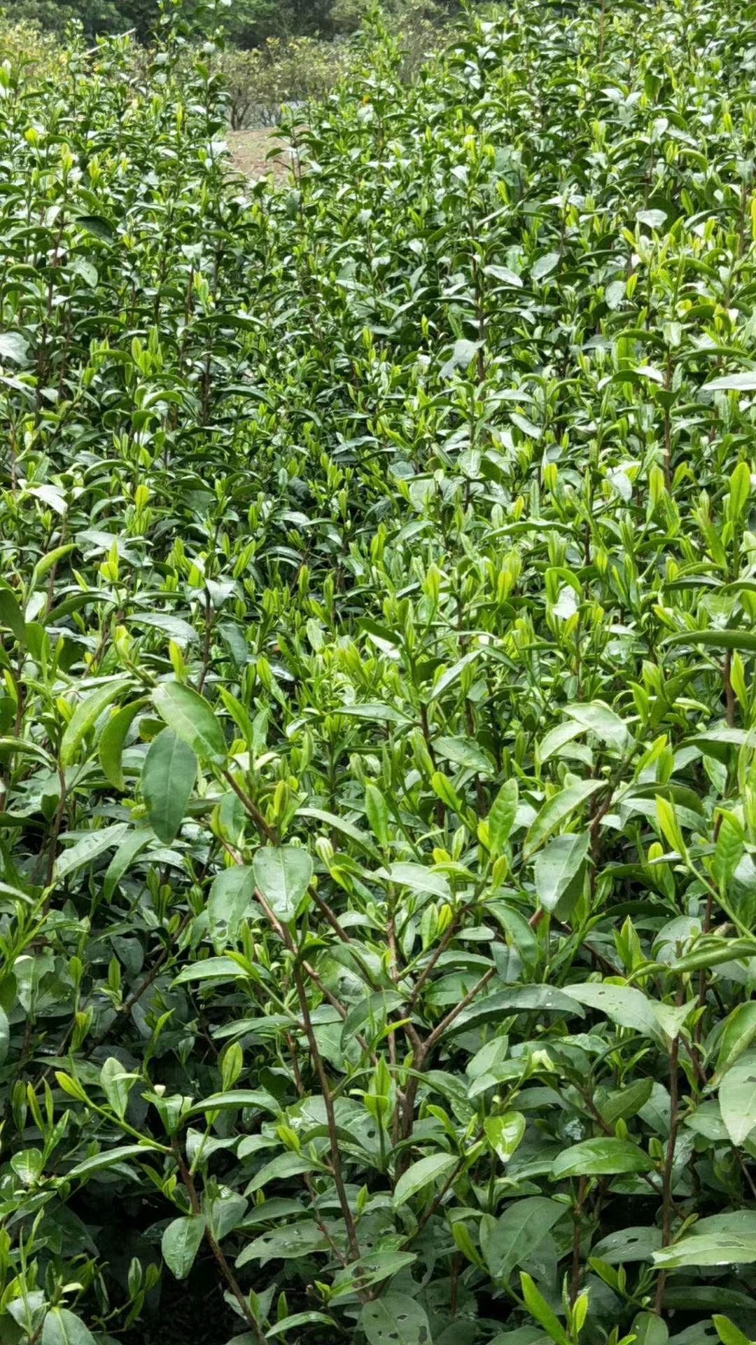 长阳绿茶 一级 散装