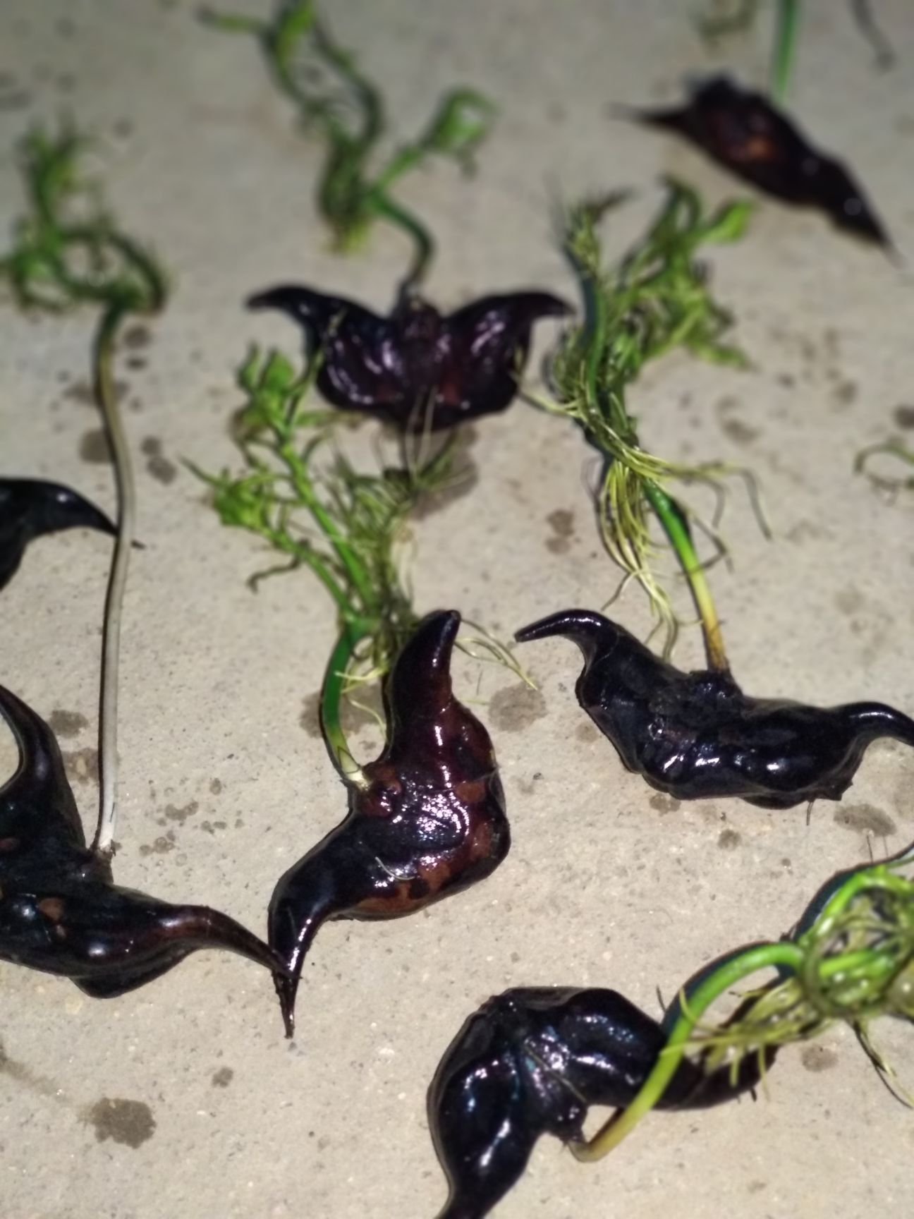 菱角种苗 菱角苗 夏季水生植物 优质大菱角苗 青菱角苗红