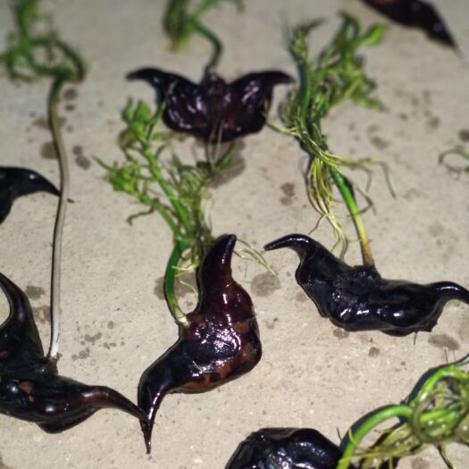 沭阳县菱角种苗 菱角苗 夏季水生植物 优质大菱角苗 青菱角苗红