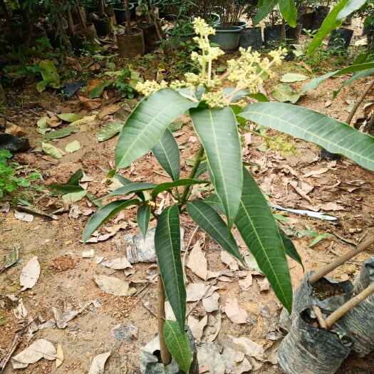 灵山县贵妃芒果苗