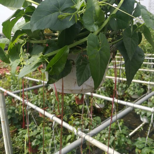 广州龙须草