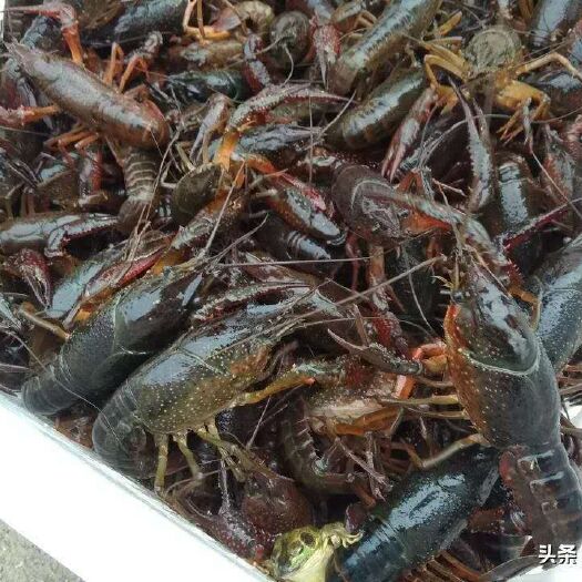 监利市监利小龙虾 4-6钱 人工养殖