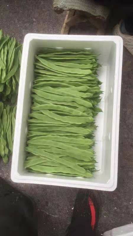 商河县扁青芸豆粒 扁青芸豆