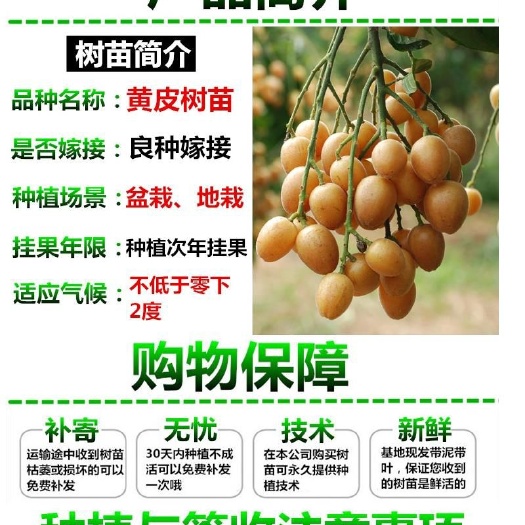 灵山县黑黄皮果苗
