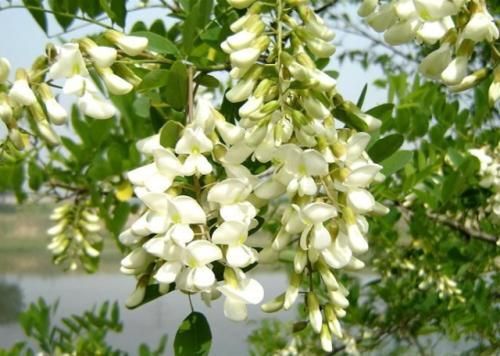 东明县槐花