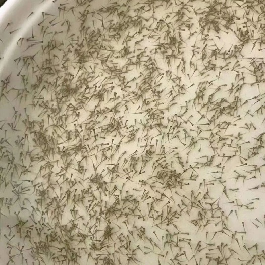 中山市草鱼水花