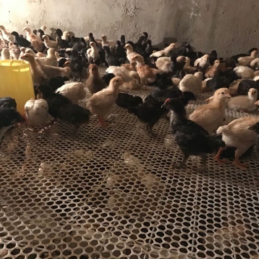 连云港红公鸡苗