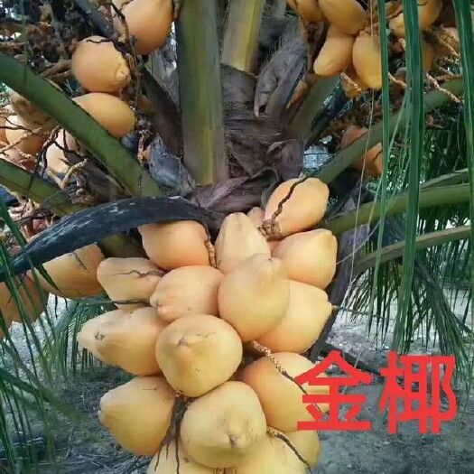 灵山县椰子苗 泰国青椰苗 矮化泰国金椰树苗 大王椰苗 带椰宝发货