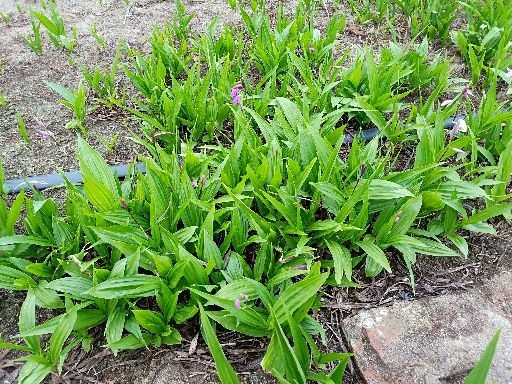 旬阳市紫花白芨苗