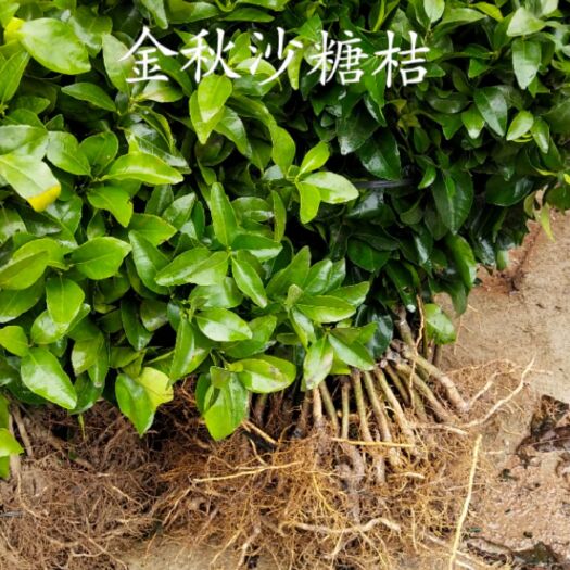 砂糖橘苗 嫁接苗 0.2~0.35米
