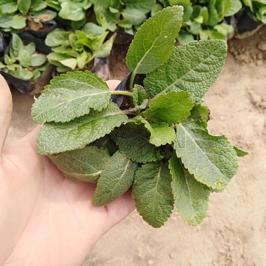 青州市鼠尾草