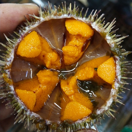 大连海胆