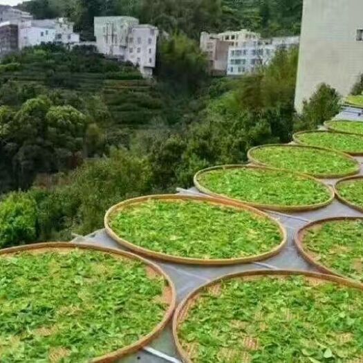 汕头凤凰单丛 一级 袋装 