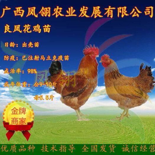 南宁良凤花鸡苗 母