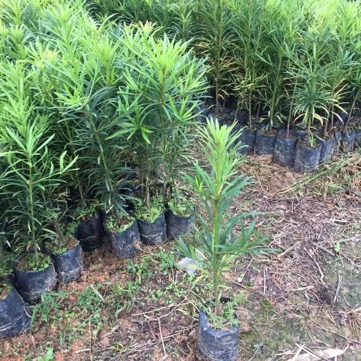 灵山县小叶罗汉松