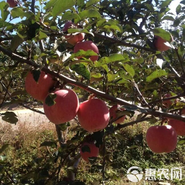 [洛川扶贫项目]陕西洛川现摘现发红富士苹果新鲜水果脆甜包邮