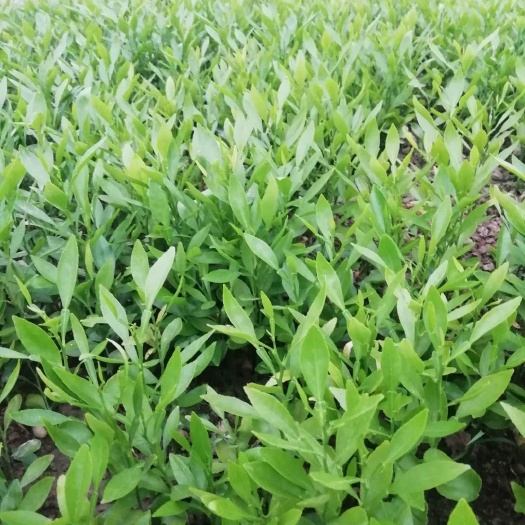 资阳香橙苗 移栽苗 0.5米以下