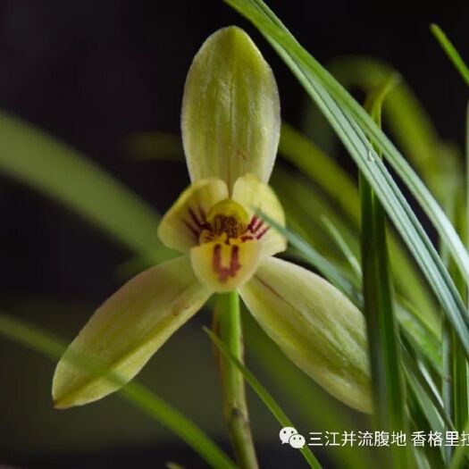 维西县百花蜜 塑料瓶装 2年 