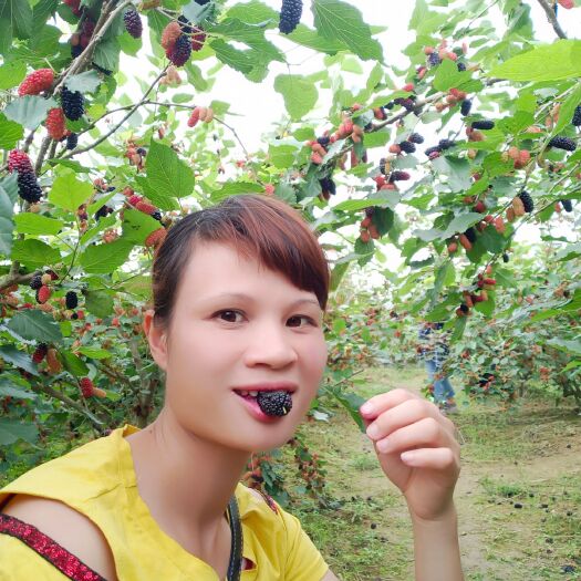 灵山县四季大果桑苗