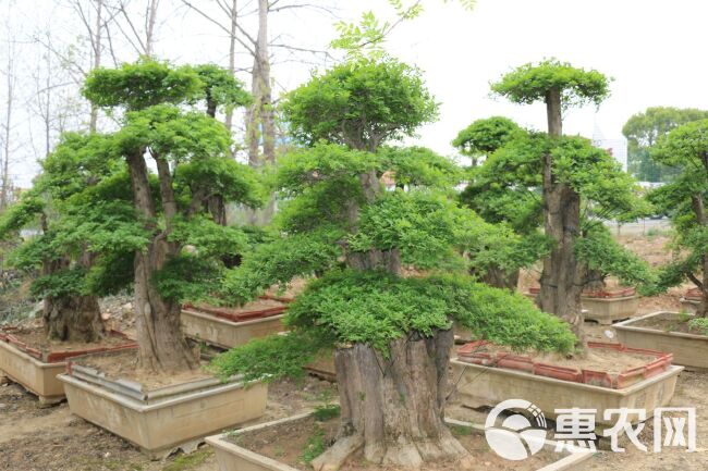 对节白蜡，造型好，有要的联系我