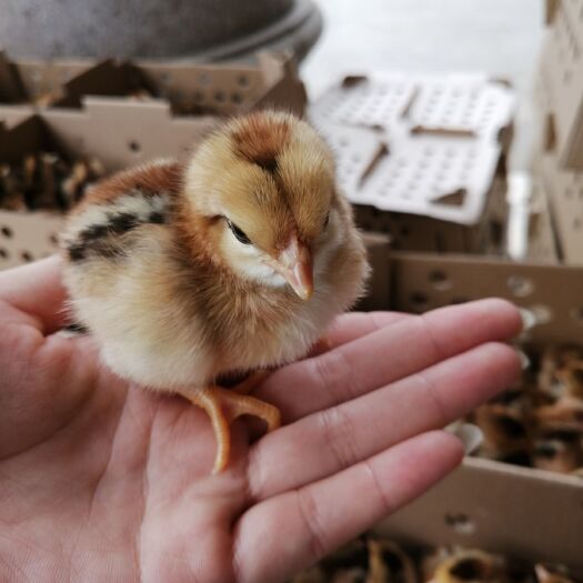 南宁清远2号麻鸡苗 清远麻鸡鸡