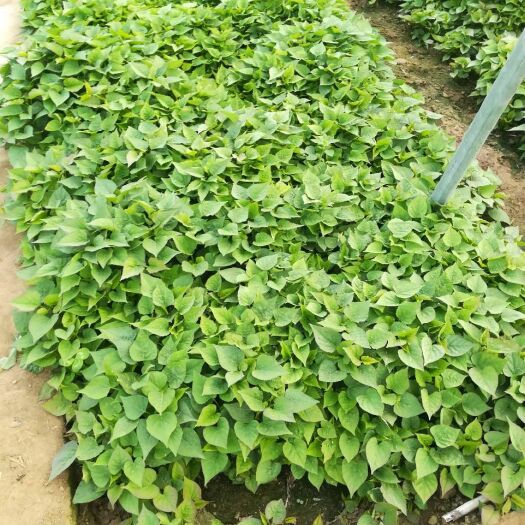 泗水县济薯25红薯苗 15~25cm