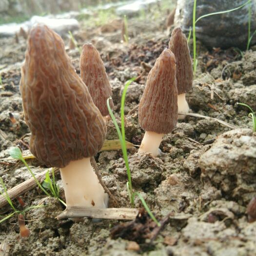 干羊肚菌 散装 1年以上