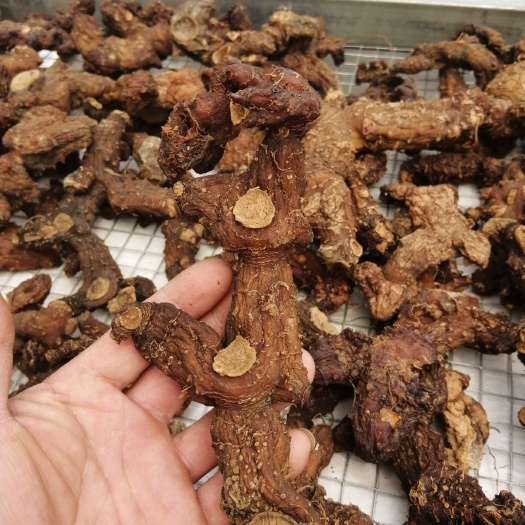 连山县鸡头黄精 块