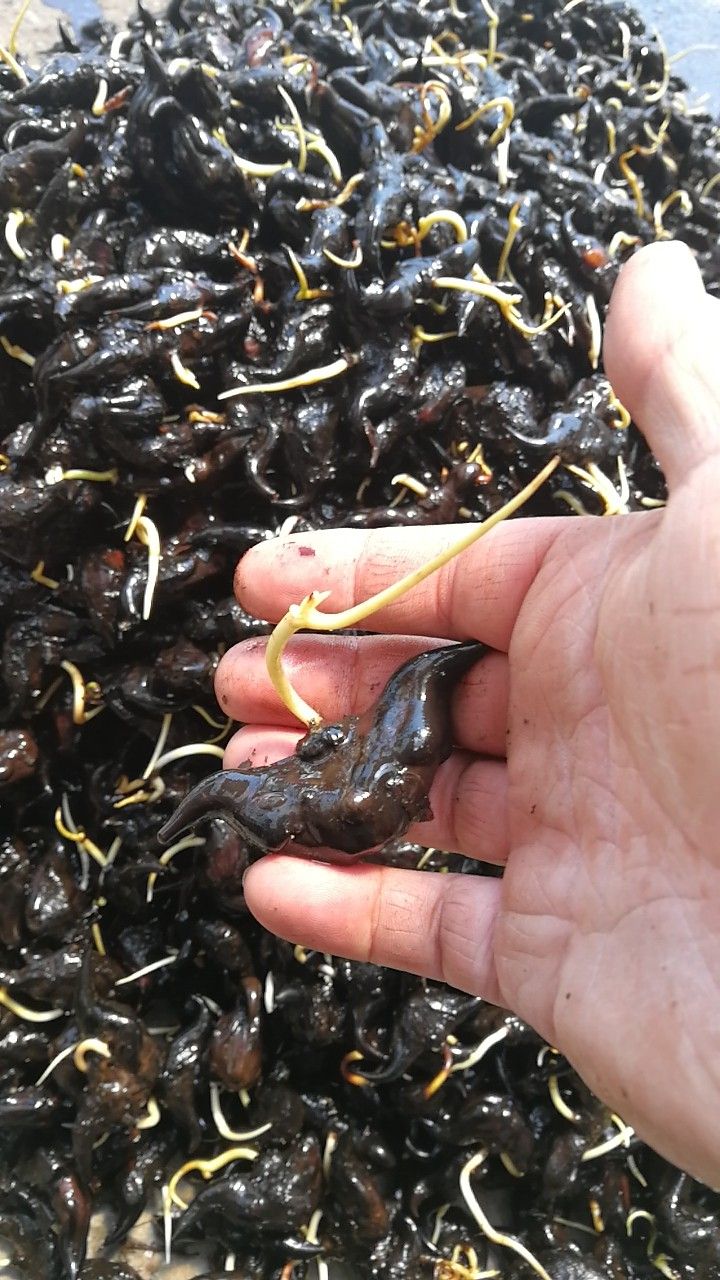 菱角种苗产量高菱角1万亩菱角基地新鲜青菱角老菱角嫩菱角