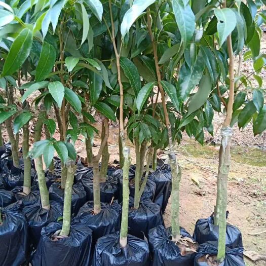 石家庄无核荔枝苗 质量保证